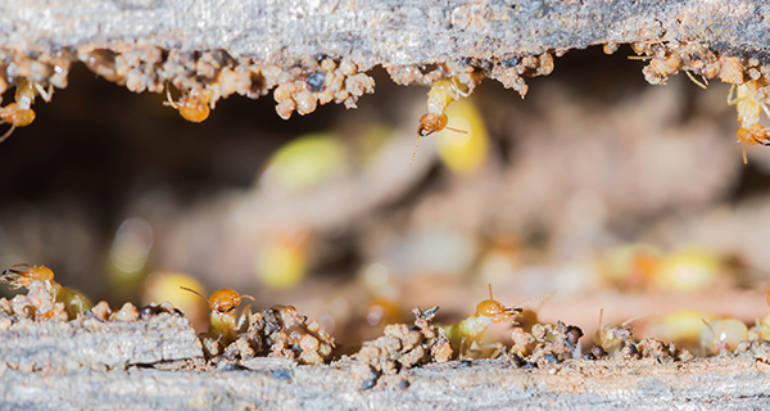 Termites