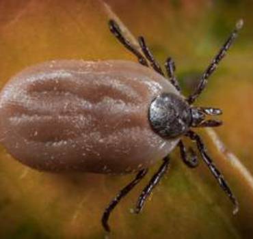 Ticks & Mites