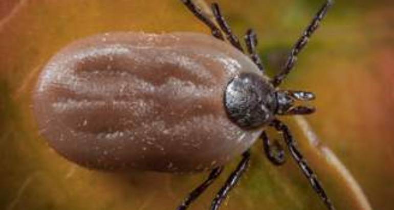 Ticks & Mites