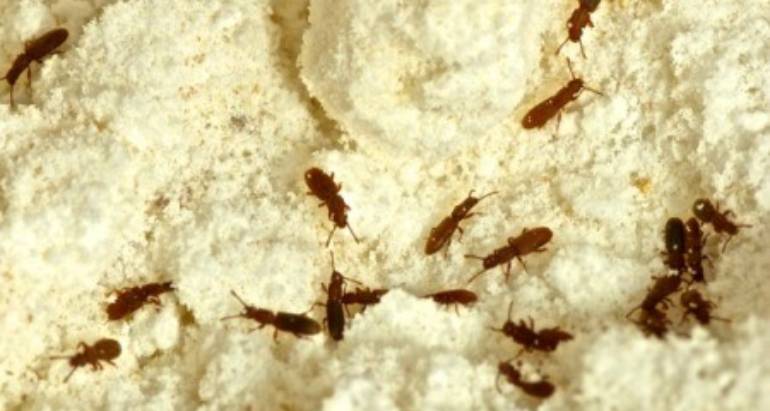 Pantry Pests