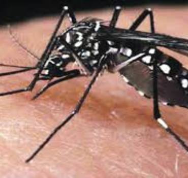 Biting & Stinging Pests