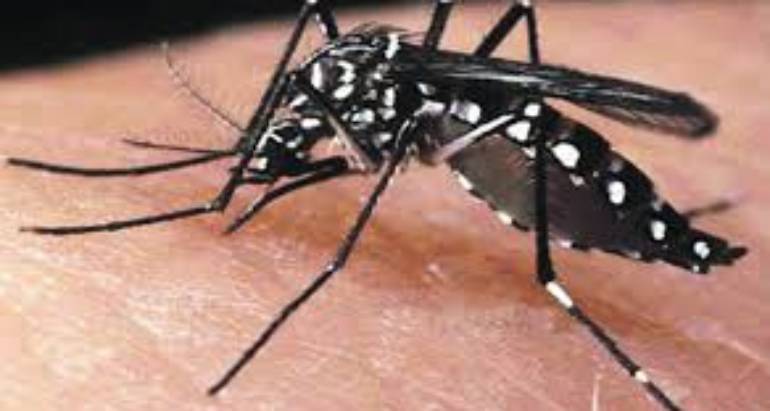 Biting & Stinging Pests