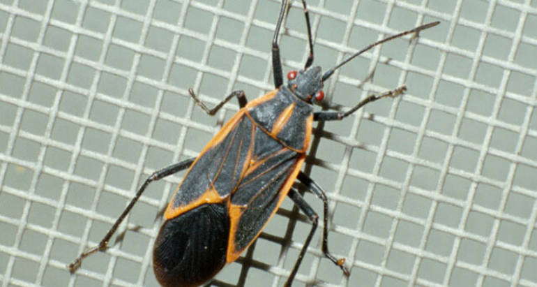 Occassional Invaders