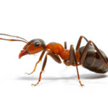 ANTS