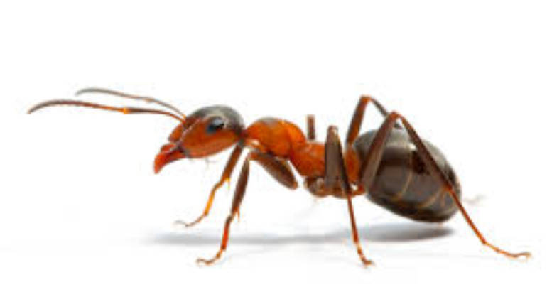ANTS