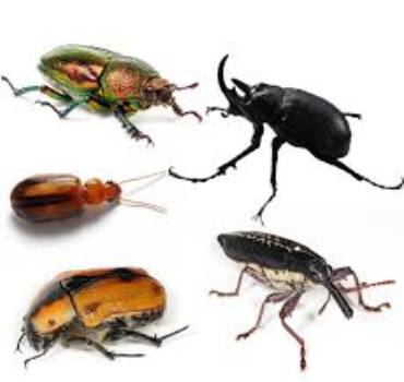 BEETLES