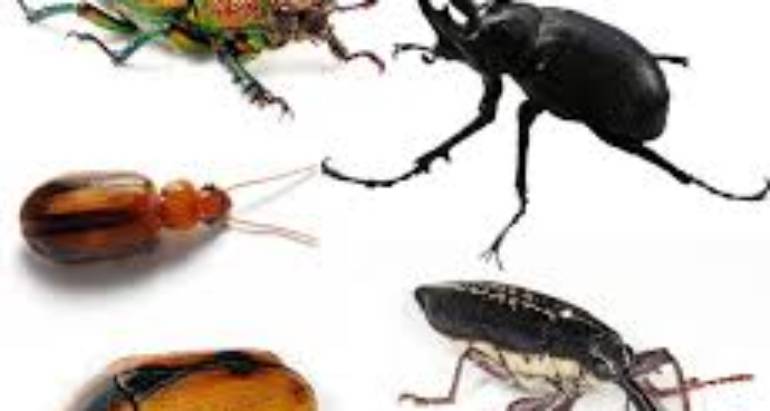 BEETLES
