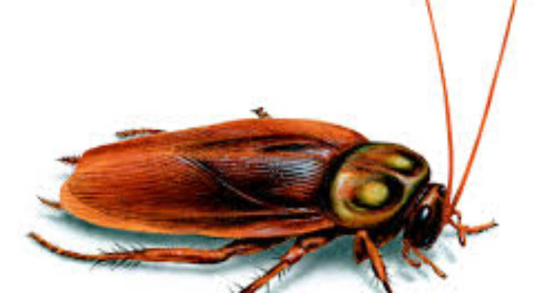 Roaches