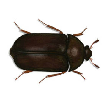Fabric Pests