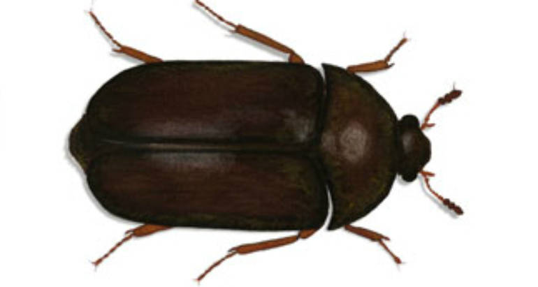Fabric Pests