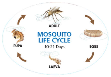 mosquito-life-cycle mosquito-life-cycle