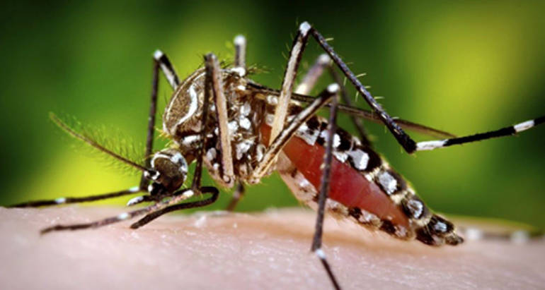 Mosquitoes Treatment<br/>&nbsp;