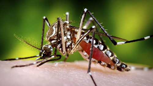 mosquito-treatment mosquito-treatment