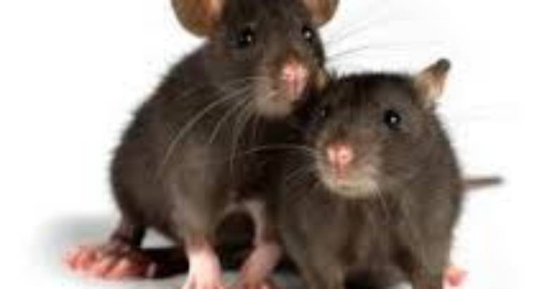 RODENTS