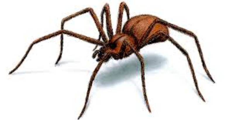SPIDERS